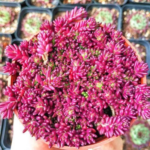  『像太阳花』多肉紫米粒，繁殖最容易，一粒变一群，3个月溢出盆
