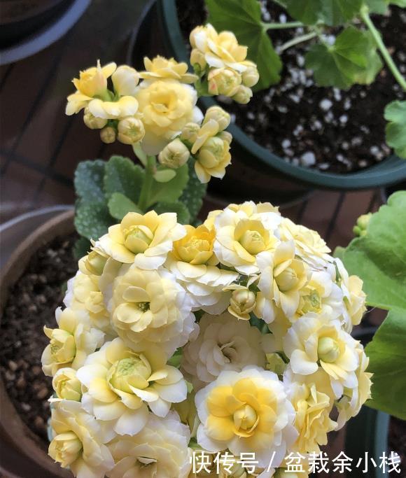 『要施肥』立夏过后,4种花进入“盛花期”,水肥及时跟上,夏天开到秋天
