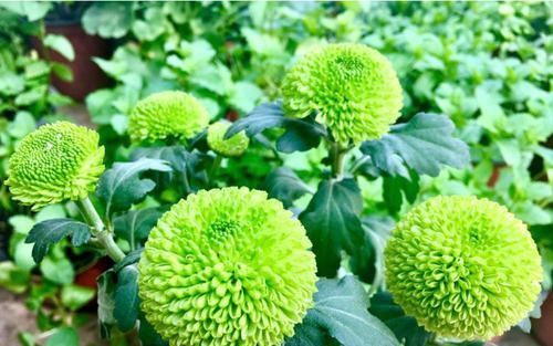  #阳台#阳台养此款植物，个个清新高雅，美观且易打理，美成浪漫小花园