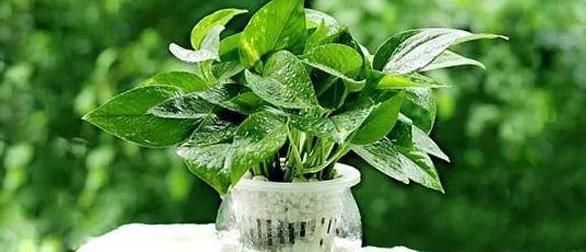  [水里]天一热花就不爱长？6种索性直接扔水里，个个精神气爽！