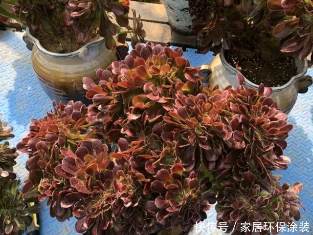 「挑战」药锦多肉为什么不好养?买到药锦多肉就该掰叶子,没必要挑战