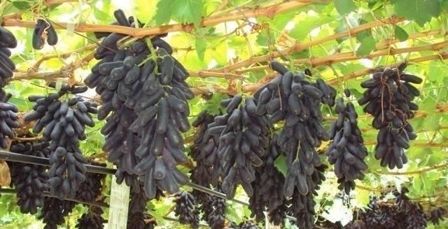  「水果」此果树，有院子的家庭一定要种2棵，不仅结果量大，还非常的好吃