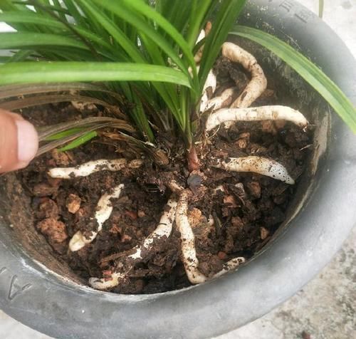 【盆土】兰花看着不爽，那就分苗分盆吧，一盆变三盆，盆土消毒方式一绝