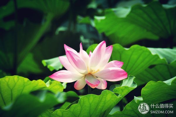 8012年，我的佳能500D和他的朋友们