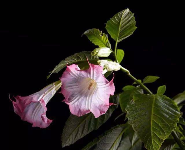  「冥界」传说中的，冥界四花，你知道是那四花吗？