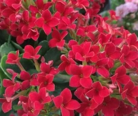 「奶奶」奶奶养花有“偏方”，一斤“洋葱”，养出一片花海，邻居见了都夸