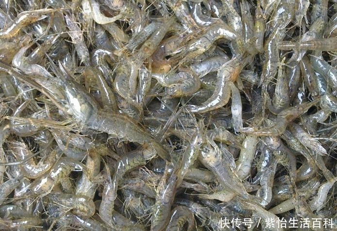  小龙虾@河流中的小虾米，市值一斤50元，农民：养它还不如养小龙