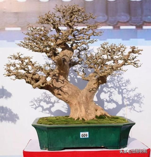  【银奖】北海盆景银奖作品欣赏
