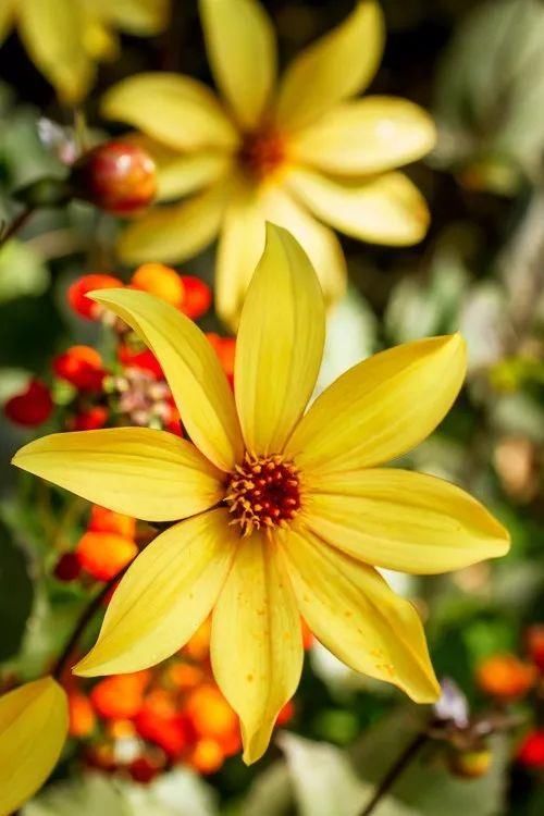 8种花卉摄影满分创意，带你走向摄影大神之路