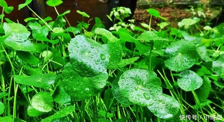  作用@农村山上这种草，叶片小作用大，是老农吃了30年的凉性草药