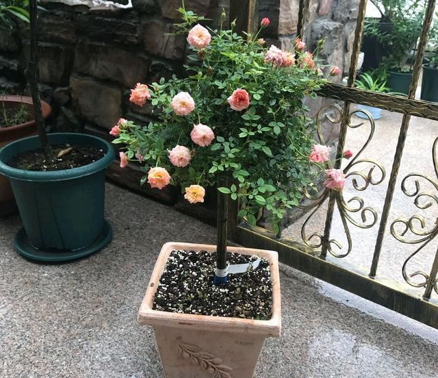 『开花爆盆』嫁接的长出枝条了怎么办不断打顶促枝,枝多月季开花易爆盆