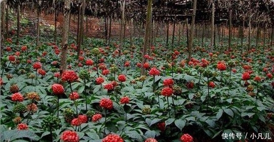 这种霸气的农作物，每斤卖几百元，亩收入近10万元，农民却不敢种