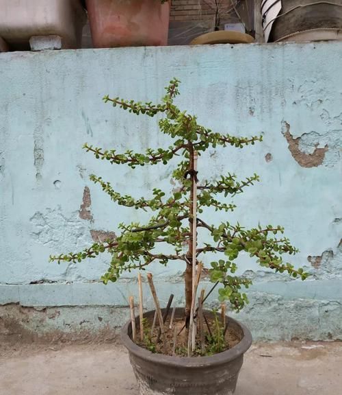  [养成宝塔]晒不死的花，现在剪1刀开花更猛，嗖嗖长成6层塔，戳屋顶了！