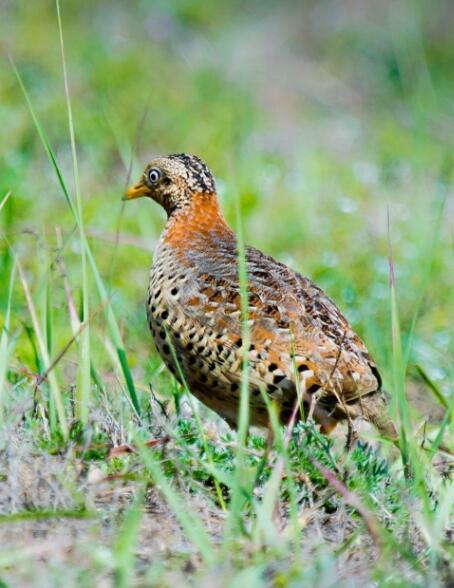 动物图集:黄脚三趾鹑