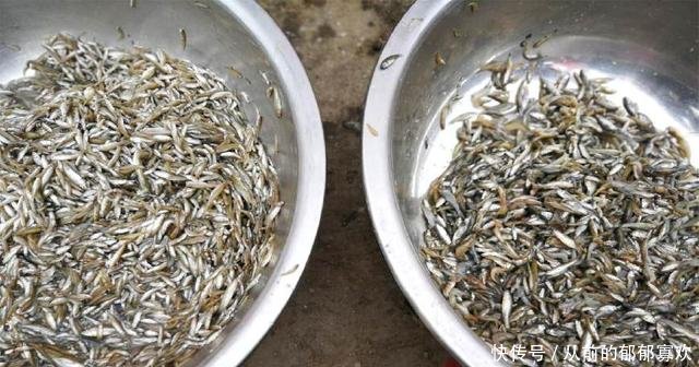 渔民用“地笼”捕捞这种鱼来卖，每盆要有数万条，太狠！