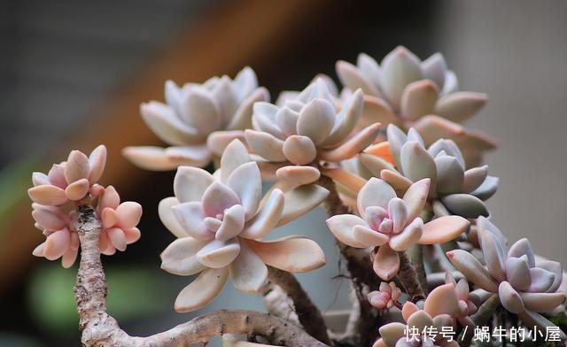  样子多肉|多肉难上色？用3个小窍门，这么做，肉肉出彩快、更美丽