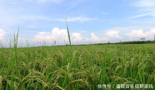  调整|农村粮补政策有所调整，这4类人不能再领，农民别因小失大