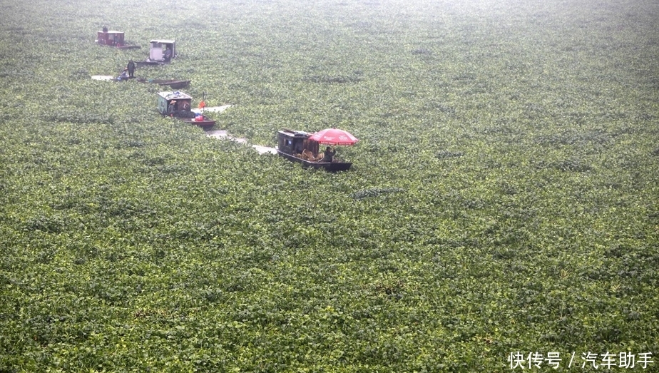 在中国“待”了十几年的水葫芦，如今去哪了？看完佩服国人的智慧