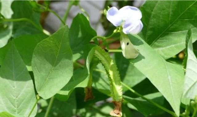  「植物」被称为豆中金子的一种植物，还能做观赏植物，你肯定没见过