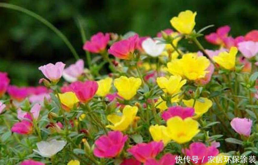  「便宜」4种“漂亮”的花，便宜又好养，10元两盆，全年开花不断！