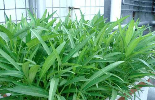  【菠菜】阳台盆栽这些蔬菜，长得快20天上桌，一茬又一茬