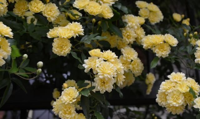  花朵：立春过后，此种花卉要栽上两株，花朵犹如小灯笼，好养易成活