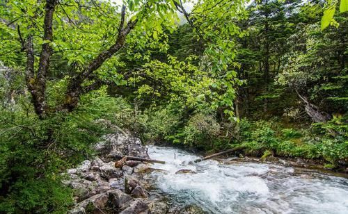 四川康定有个杜鹃峡谷，水美不输九寨沟，云雾升腾似仙境
