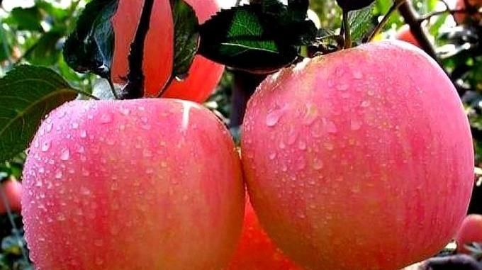  水果■农村一种水果以前长在树上，现在成为盆景，每年收入30多