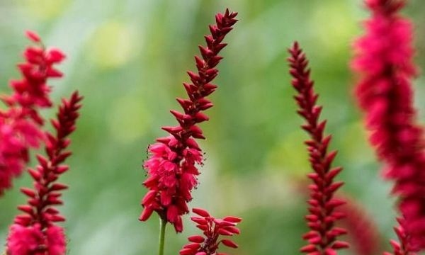  花园：【花名册】吻我，越过花园的那扇门。