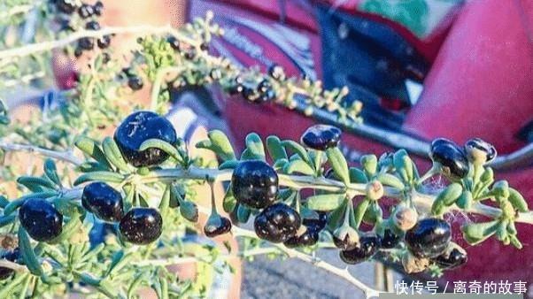 曾经千元一斤不愁卖，现在20元都很难找到销路，“黑金”神话破灭