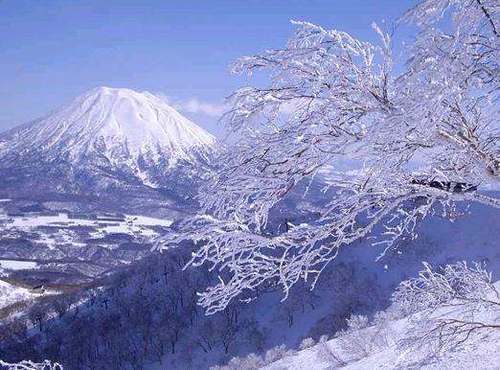 撸猫算什么?日本首家小猪咖啡馆营业,撸猪成日本最新潮流!