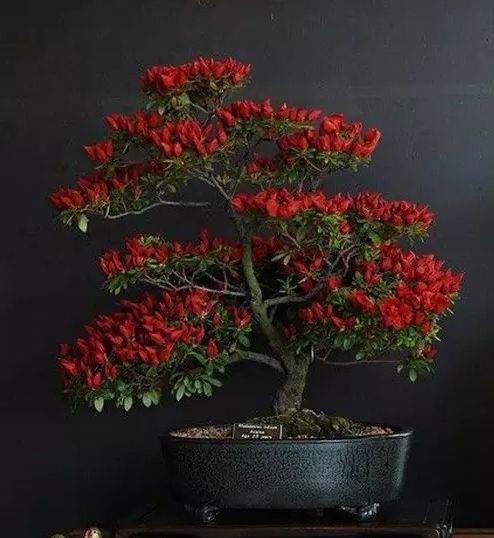  花盆@一个碗大的花盆，也能种出苹果树？别说，看着还挺诱人的！