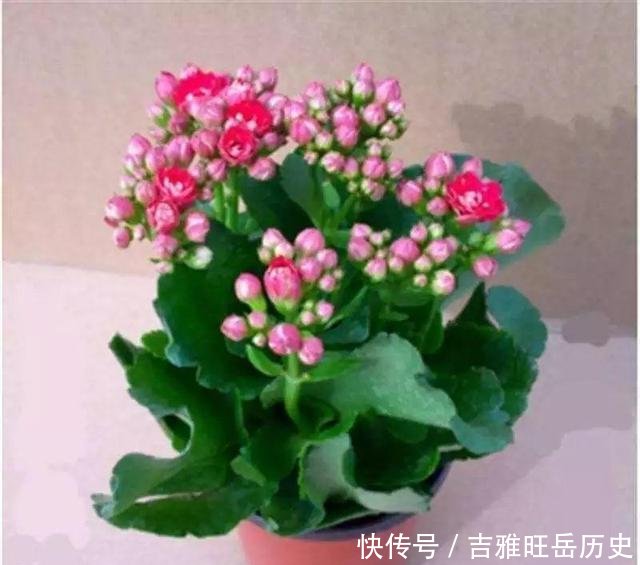  『旺盛』天气越冷，2种花开得越旺盛，放在窗台“开爆盆”，谁见都说好