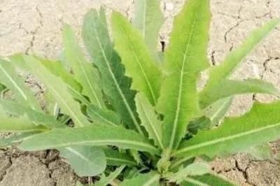  『春天』春天到，这8种野菜，一定摘回家，美味又对身体好