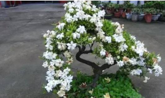 『老师』栀子花黄叶不开花，老婆作为化学老师，用1招使花爆盆，我懵了！