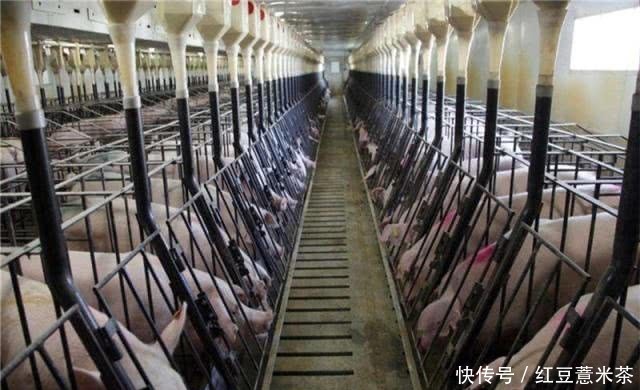  中国■全球最会“养猪”的国家，3个人就能养万头猪，养猪致富不