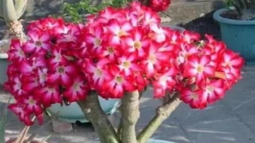  「便宜」4款艳美的花卉，便宜又好养，花开美观又大气，花色艳丽灿烂无双