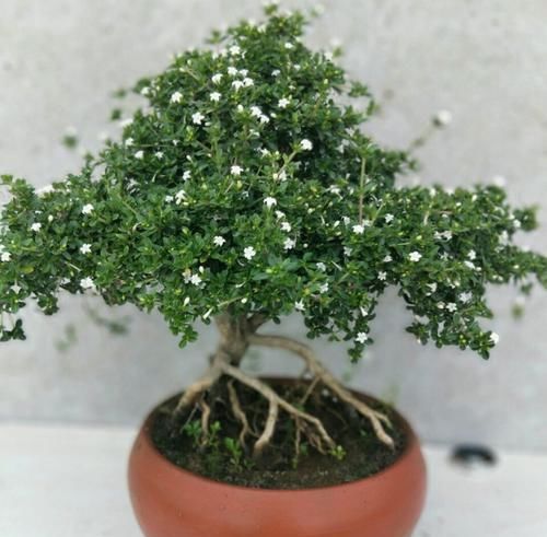  『开花』六月雪叶子发黄干边开花小是怎么回事？4点原因容易被忽视
