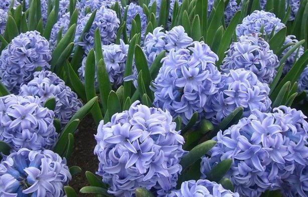  「花开」这些花朵超好养，养护简单又漂亮，花开多又香，新手也能养爆盆