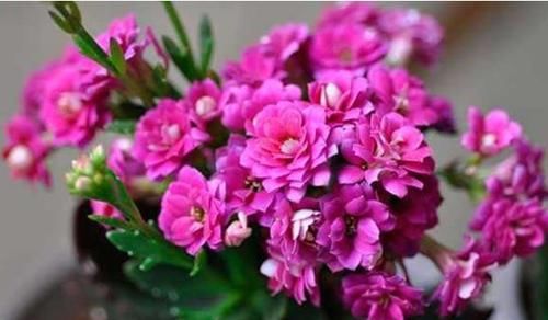  『好听』“1种花”最受大家欢迎，好养花期长，名字特好听，年年开花不断