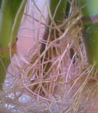  「富贵竹」李大姐养“富贵竹”，滴上“3滴它”，10天根系窜满瓶，叶油绿