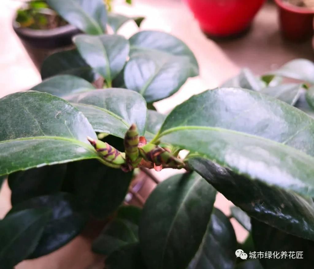  【枝条】茶花新芽一直不展叶抽枝条？养茶花，心急您就失败了一半