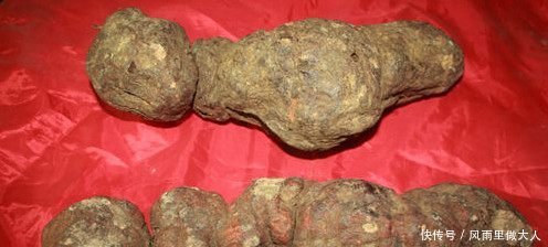 农民挖出这样的“树根”！专家说卖了够农民一家吃喝不愁一辈子