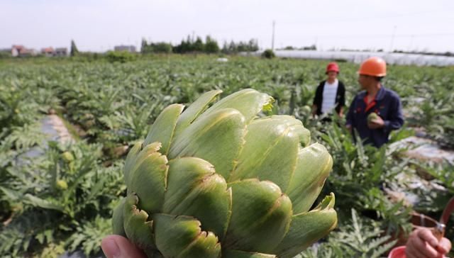  #炒热#市场一斤50，被炒热的洋藓为何无人种植，农民：我们不会