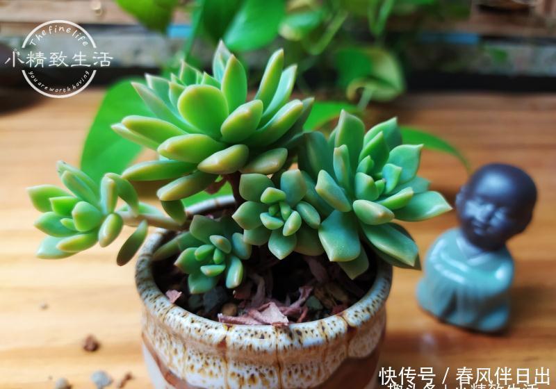 总烂|新手养多肉,总烂根?一般逃不过3个原因,浇水仅排最后