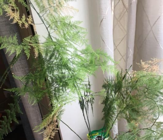  「家里」家里有这3种花，每月都要剪一刀，黄叶全消失！