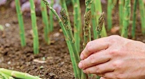 「芦笋」阳台适合种什么菜?2种菜,简单好养,种一次吃多次,月月有收获