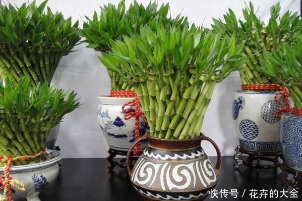 『寓意』这6种花,寓意吉祥,看看你喜欢吗?