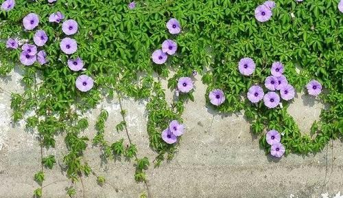  『草本植物』名字带有“龙”的植物花卉，龙吐珠、龙船花，你还知道有多少种呢