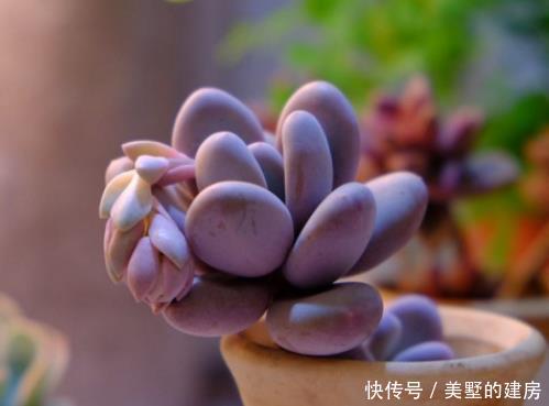 【繁殖】多肉中的“4大美人”,靠“脸”吃饭,简单养爆盆,缀化后更美!
